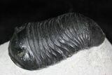 Exceptionally Preserved Wenndorfia Trilobite - #26598-6